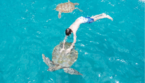 Snorkling with turtles
